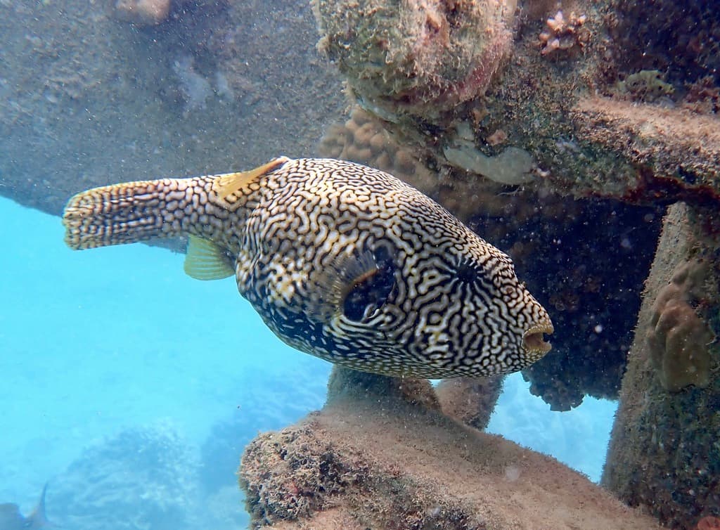 Map Puffer in a marine aquarium