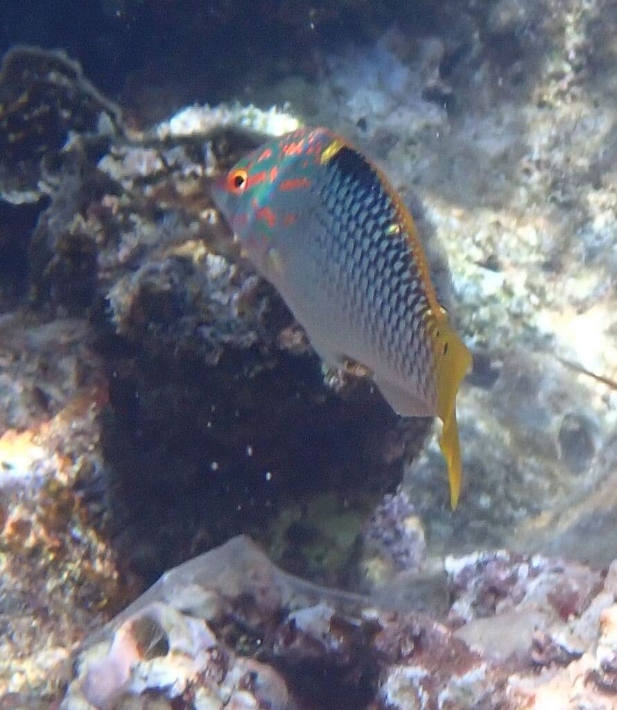 Marble Wrasse in a marine aquarium