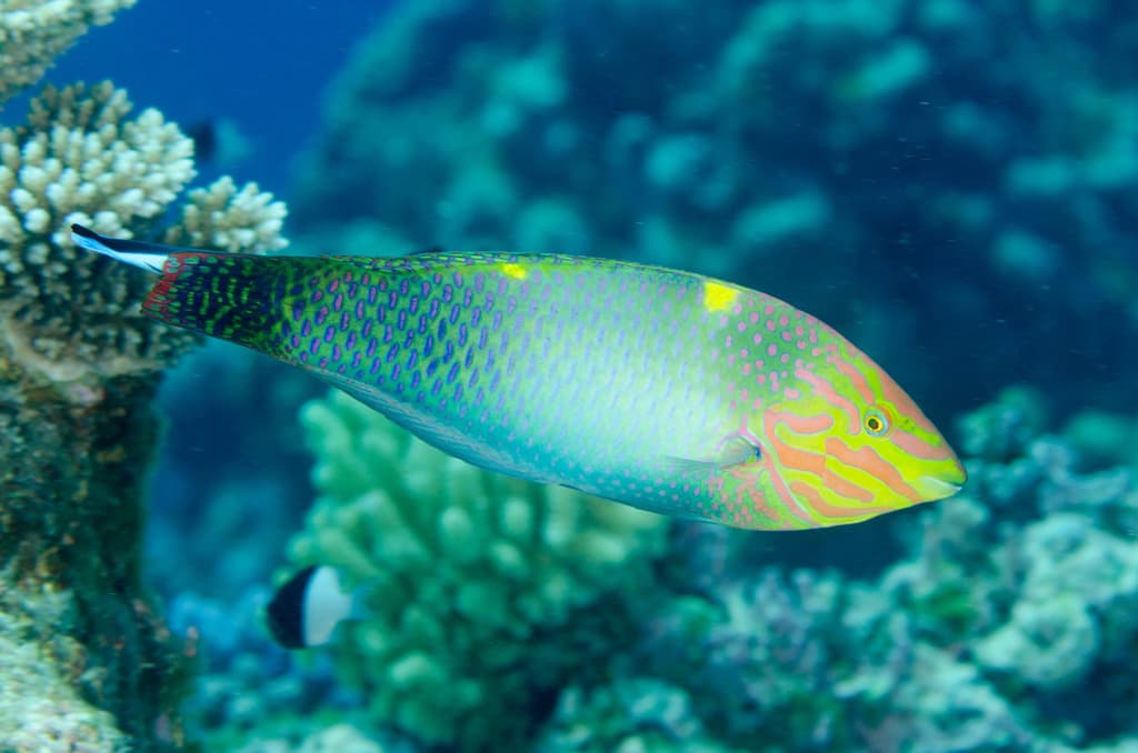 Marble Wrasse in a marine aquarium