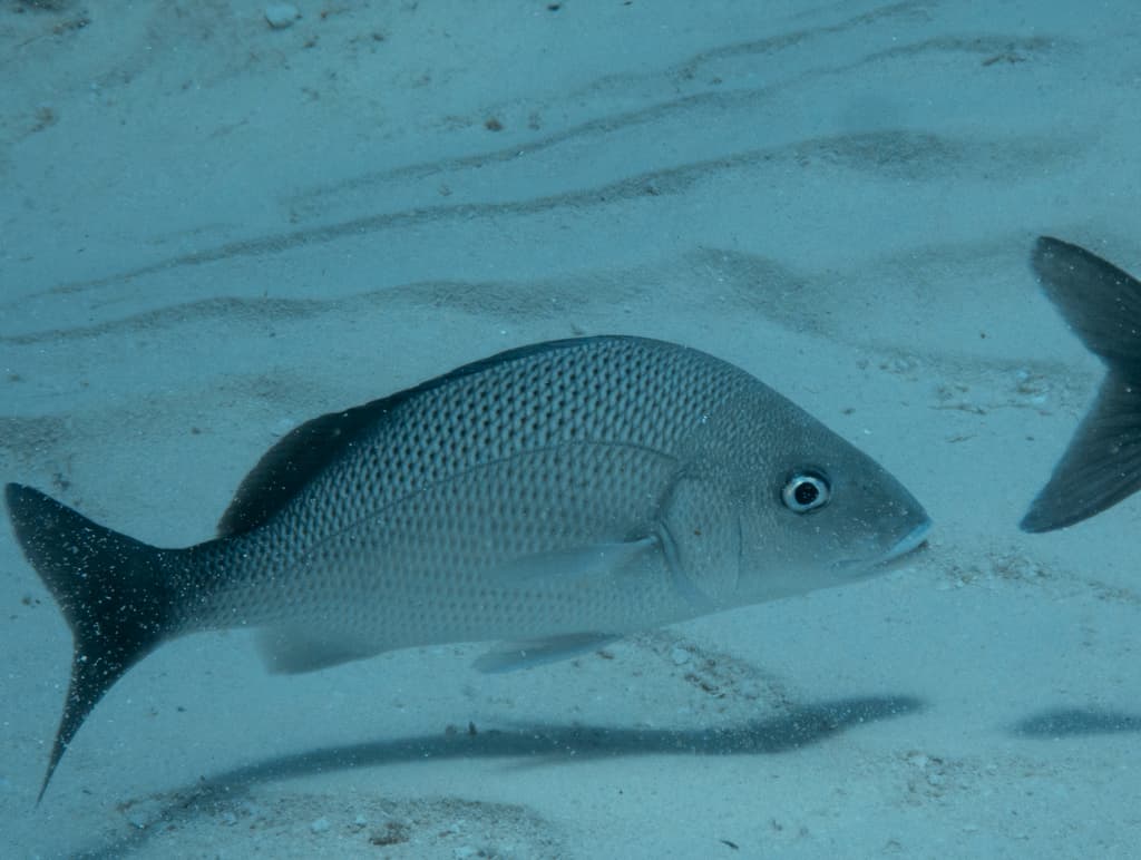 Margate in a marine aquarium