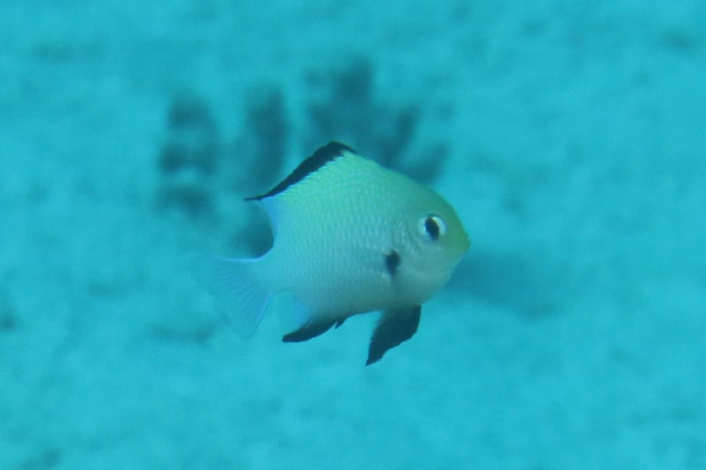 Marginate Damselfish in a marine aquarium