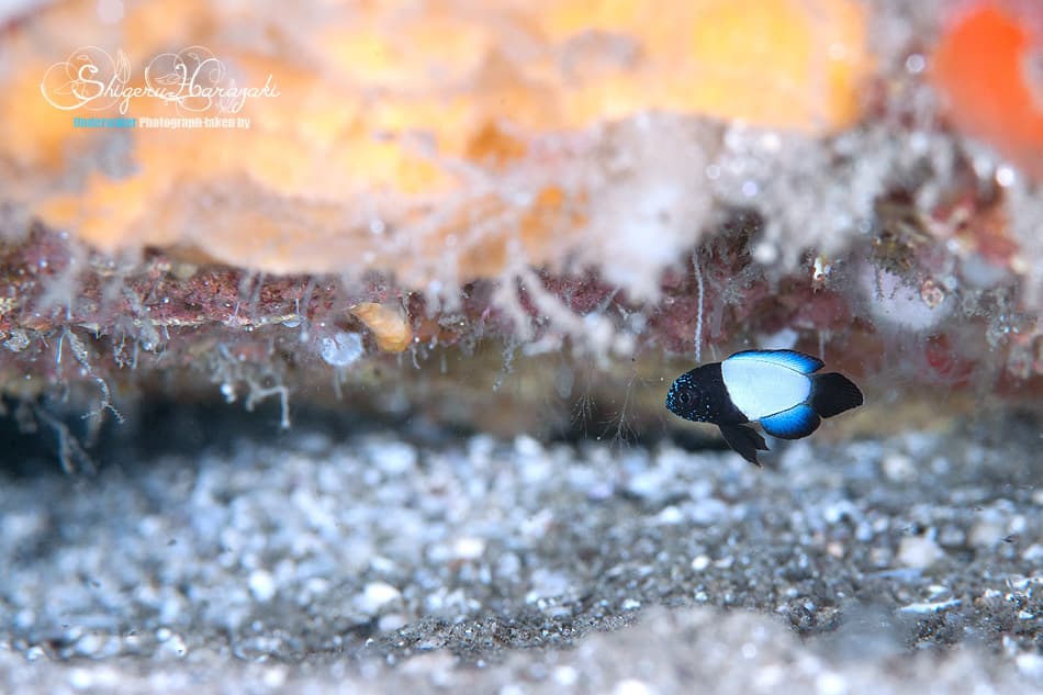 Marine Betta showing false eyespot mimicking moray eel