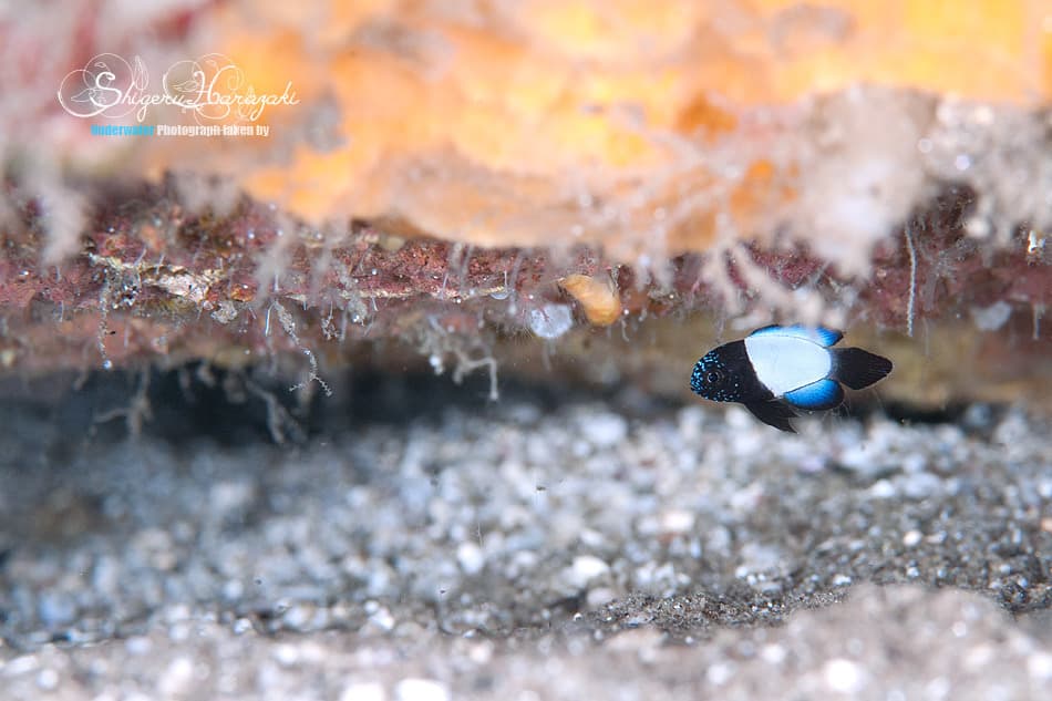 Marine Betta emerging from cave with flowing fins extended