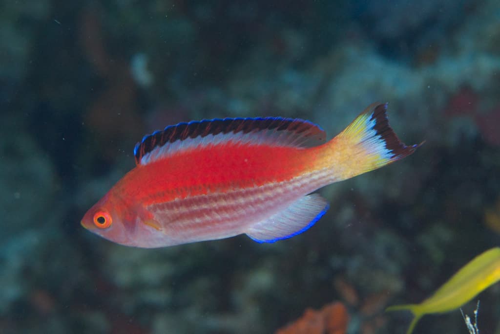 Marjorie Fairy Wrasse in a marine aquarium