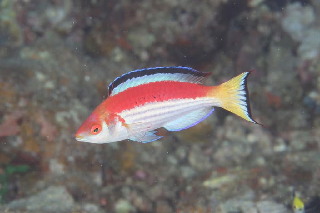Marjorie Fairy Wrasse in a marine aquarium