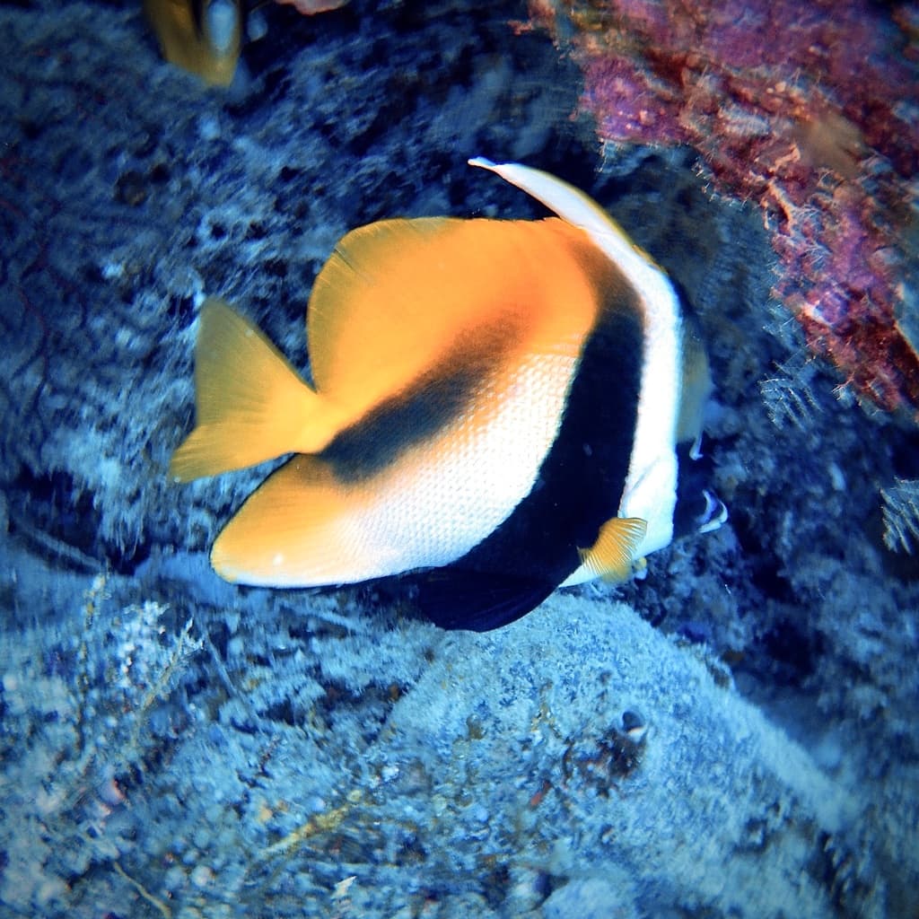 Masked Bannerfish in a marine aquarium