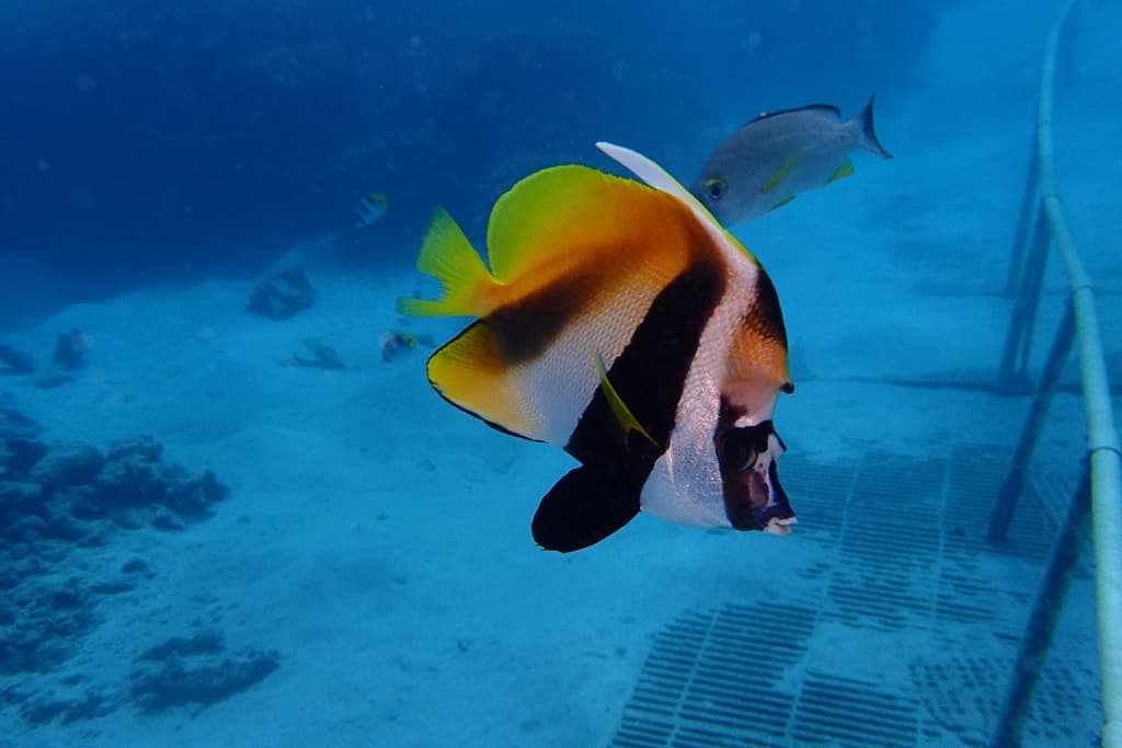 Masked Bannerfish in a marine aquarium