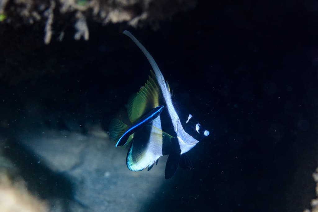 Masked Bannerfish showing distinctive horn and black-and-white banding