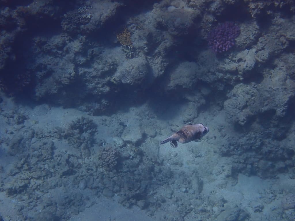 Masked Puffer in a marine aquarium
