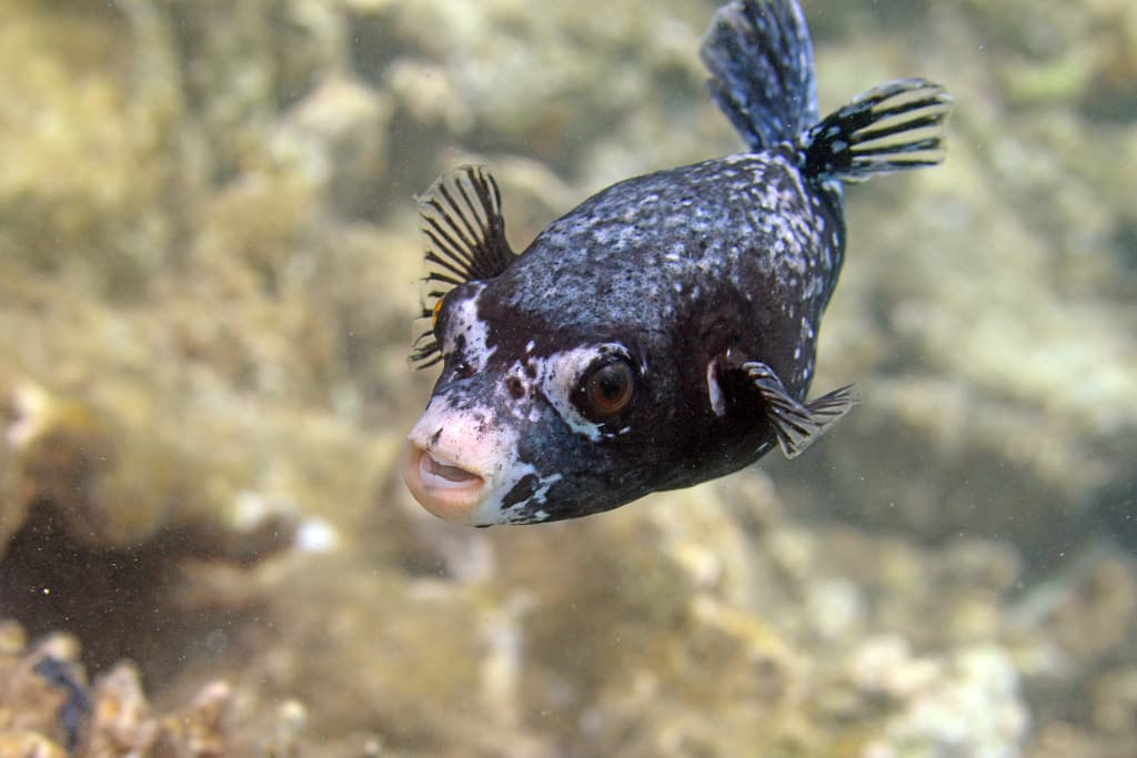 Masked Puffer in a marine aquarium
