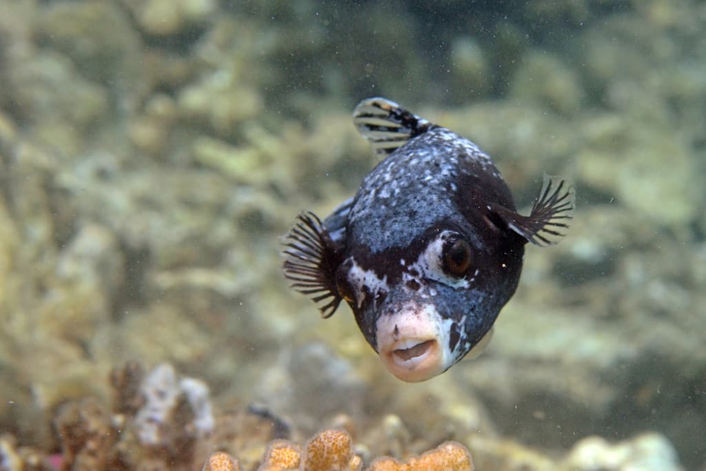 Masked Puffer showing distinctive dark face mask