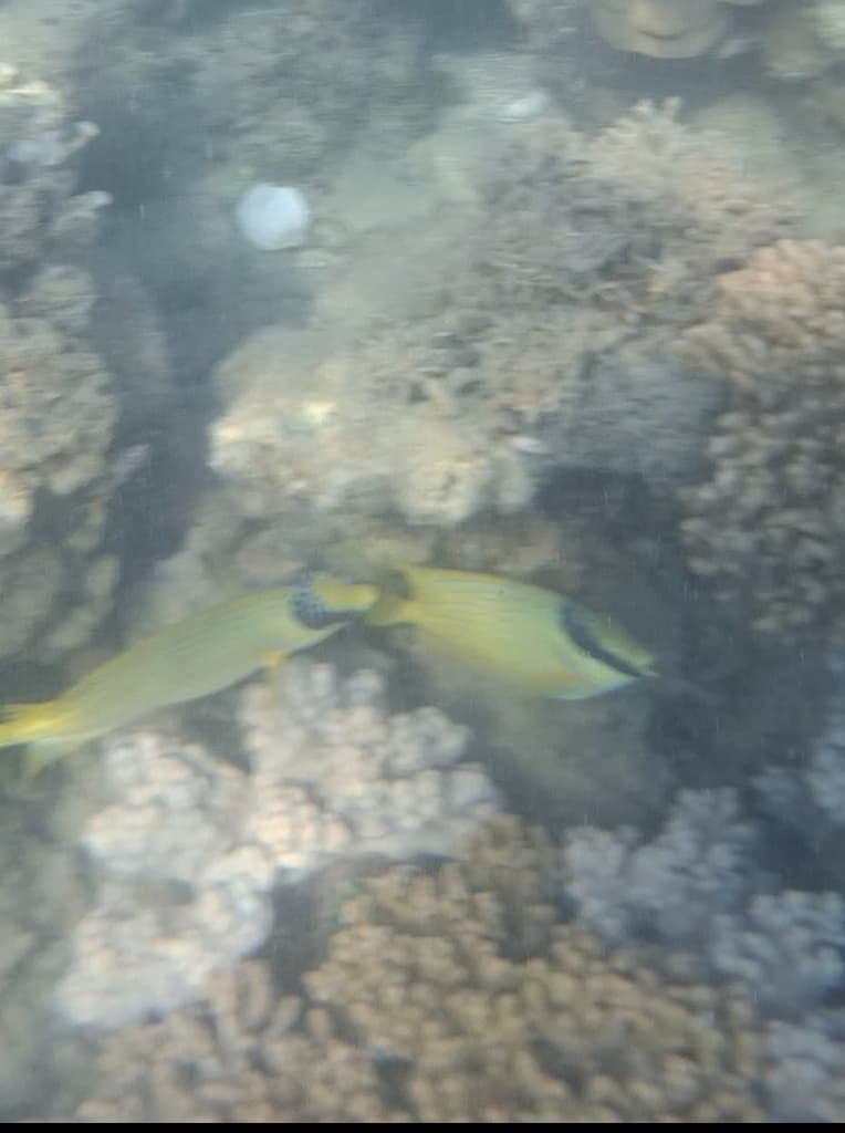 Masked Rabbitfish in a marine aquarium