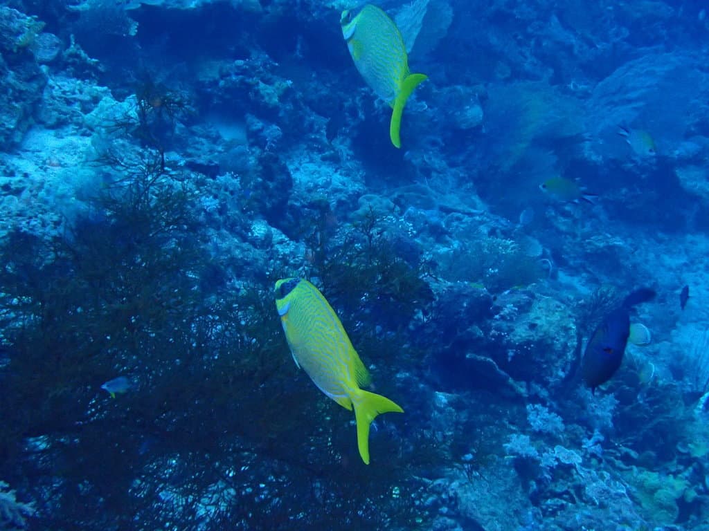 Masked Rabbitfish in a marine aquarium