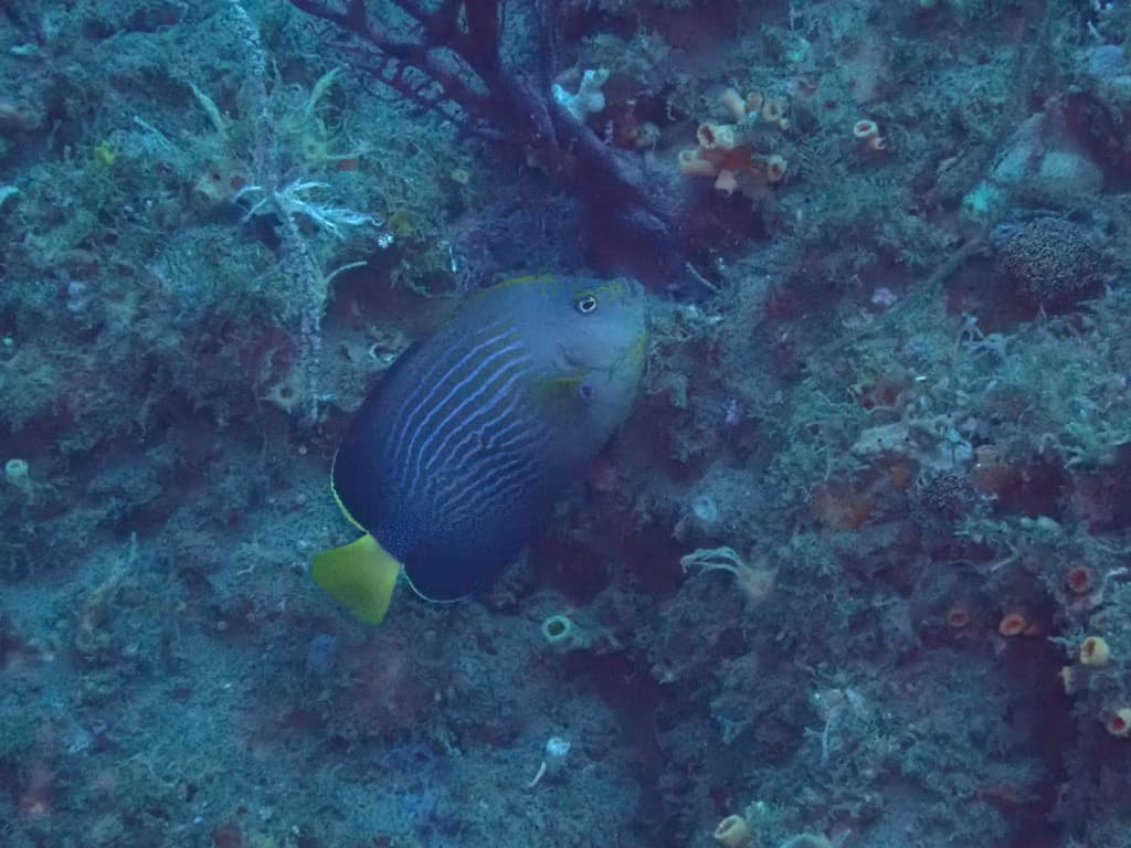 Maze Angelfish in a marine aquarium