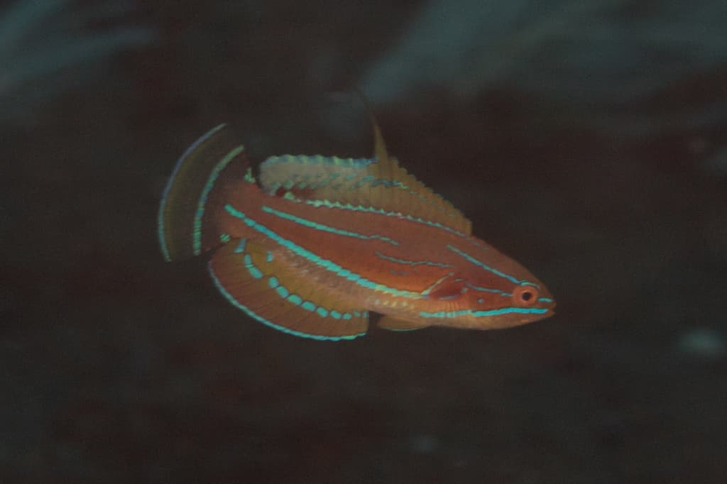 McCosker's Flasher Wrasse in a marine aquarium
