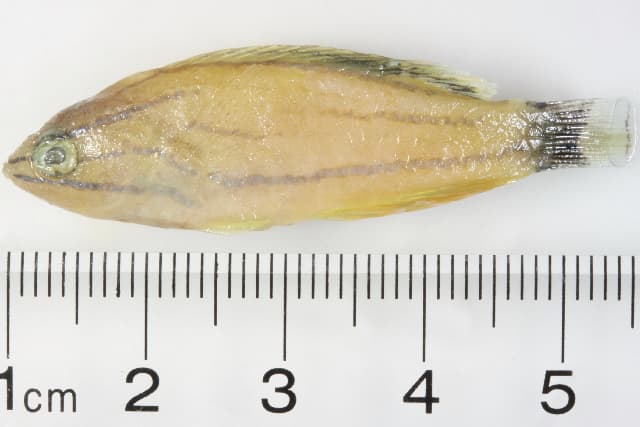 McCosker's Flasher Wrasse in a marine aquarium