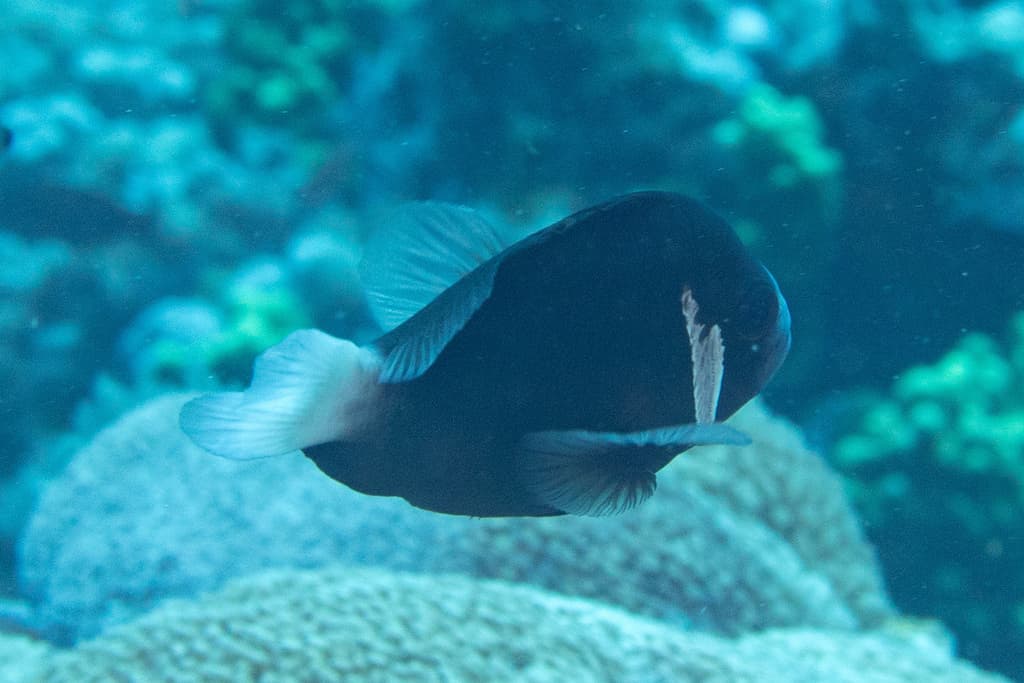 McCulloch's Clownfish in a marine aquarium