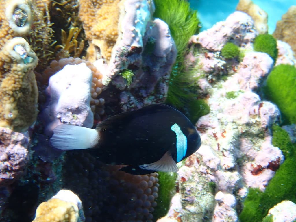 McCulloch's Clownfish in a marine aquarium