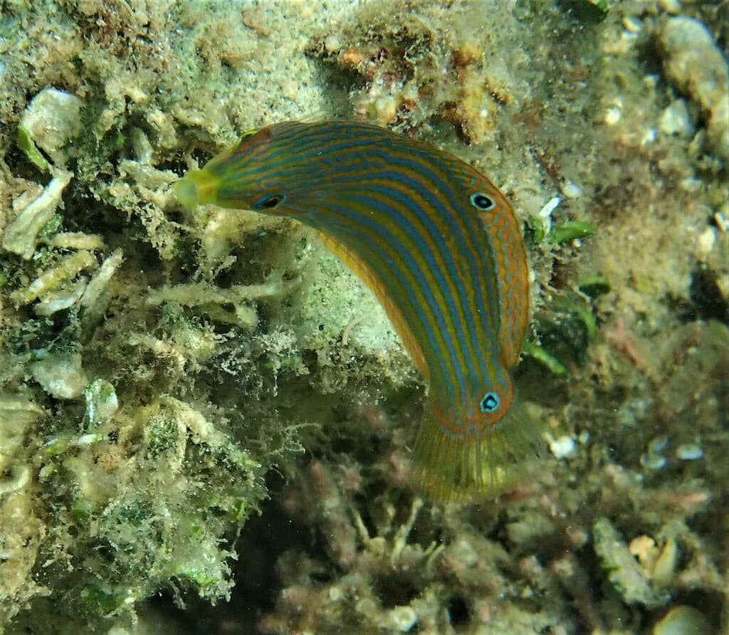 Melanurus Wrasse showing colorful pattern