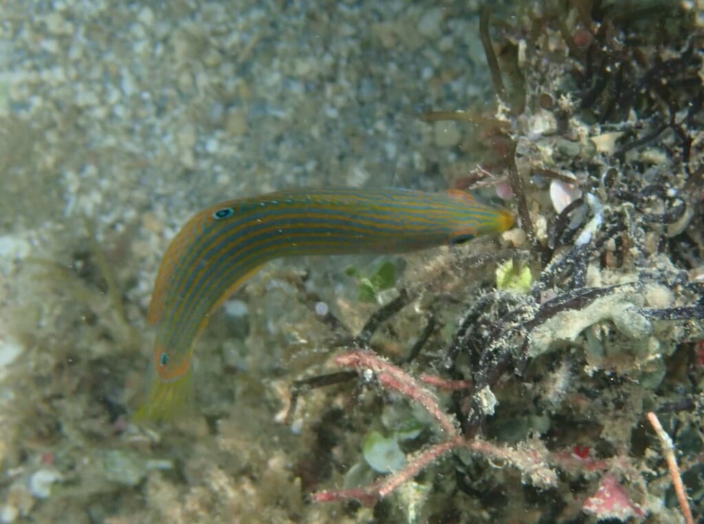 Melanurus Wrasse profile view
