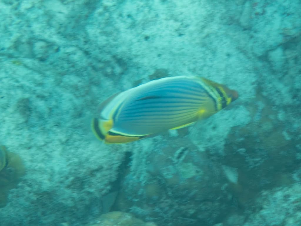 Melon Butterflyfish in a marine aquarium