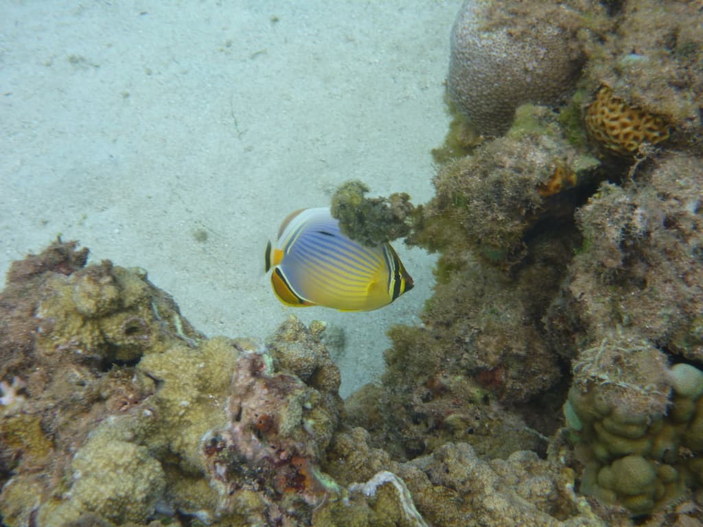 Melon Butterflyfish in a marine aquarium
