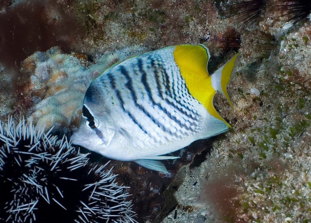 Mertens' Butterflyfish in a marine aquarium
