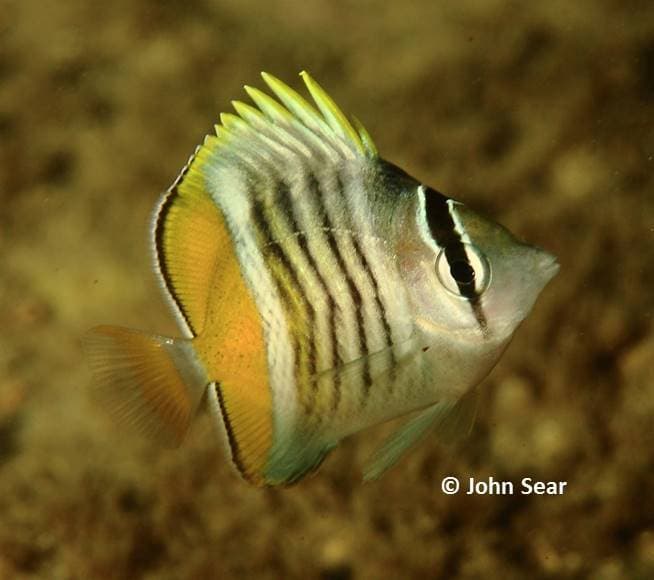 Mertens' Butterflyfish in a marine aquarium