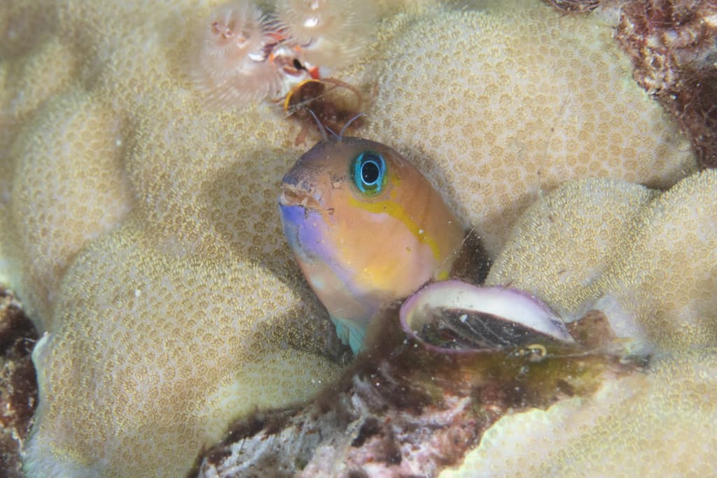Midas Blenny showing golden coloration
