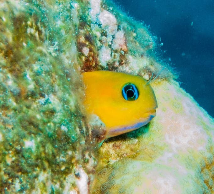 Midas Blenny swimming in open water
