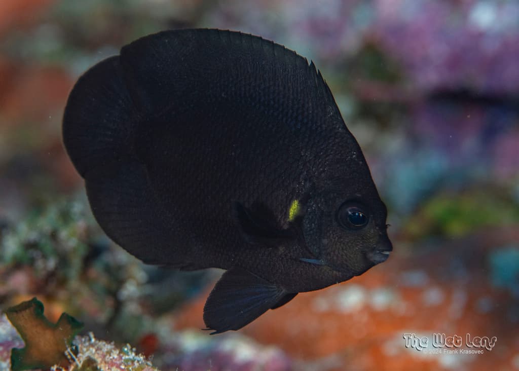 Midnight Angelfish in a marine aquarium