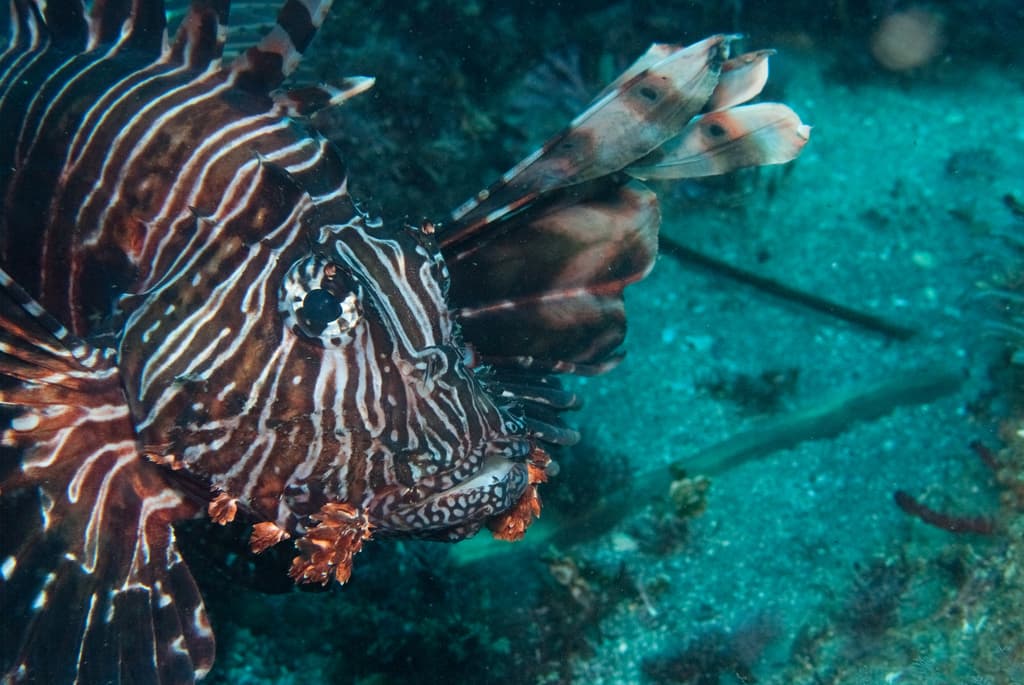 Miles Lionfish in a marine aquarium