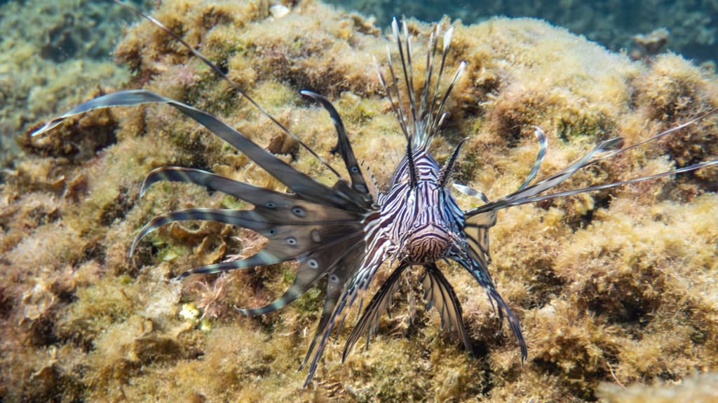 Miles Lionfish in a marine aquarium