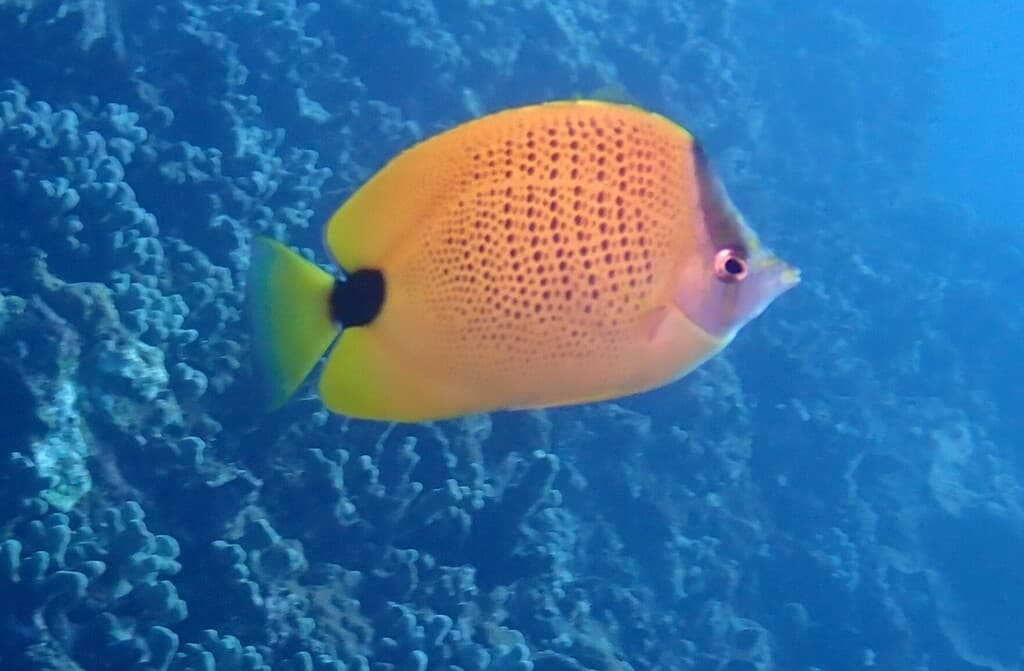 Millet Butterflyfish in a marine aquarium