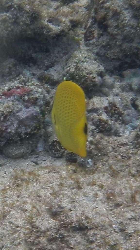 Millet Butterflyfish in a marine aquarium