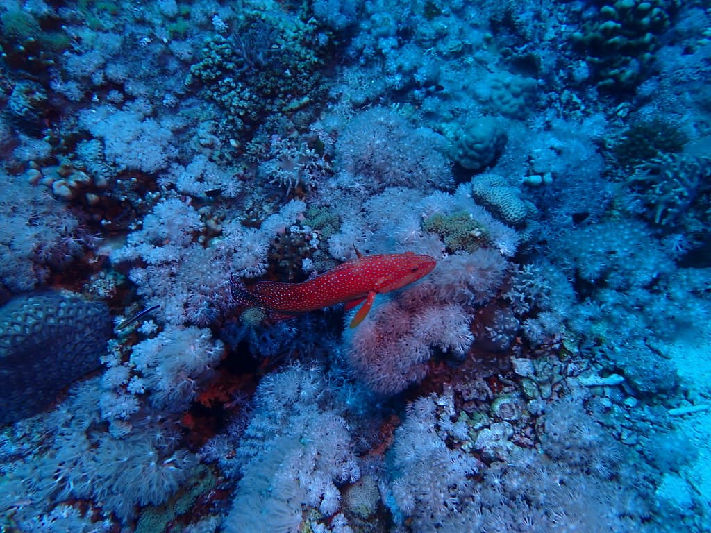 Miniatus Grouper in a marine aquarium