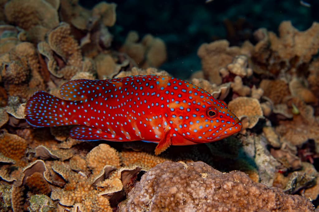 Miniatus Grouper in a marine aquarium