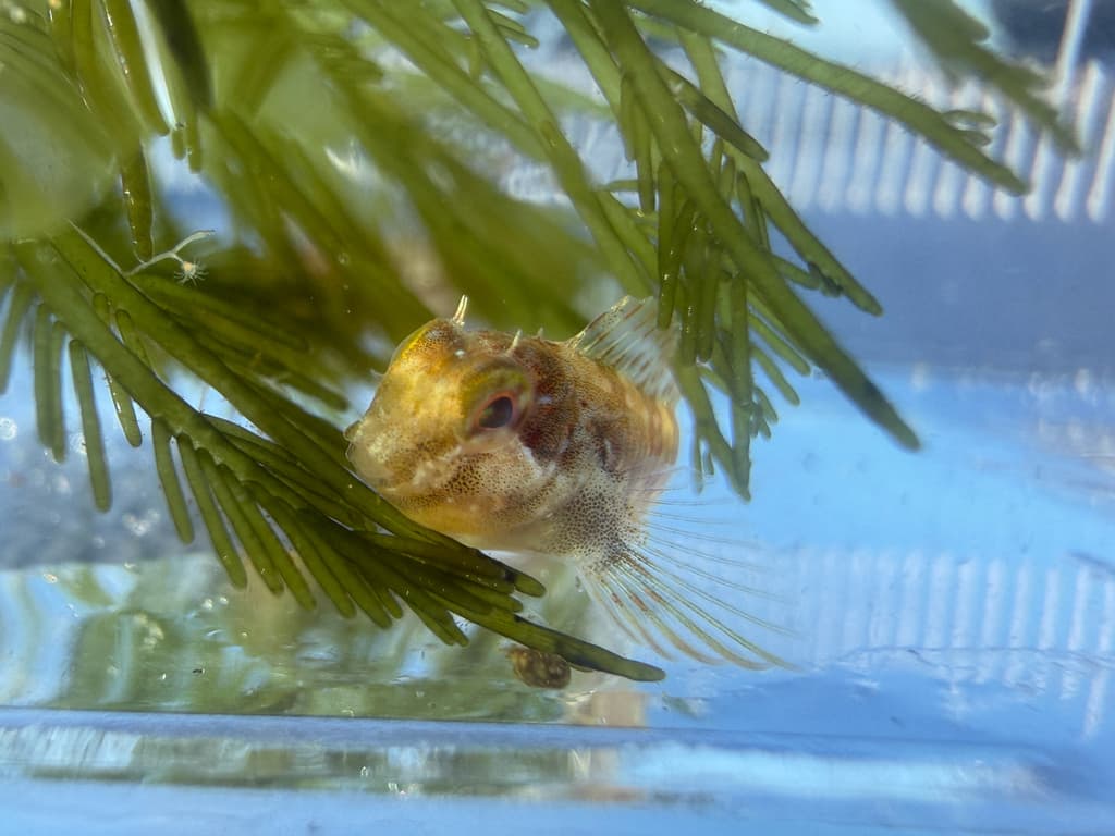 Molly Miller Blenny in a marine aquarium
