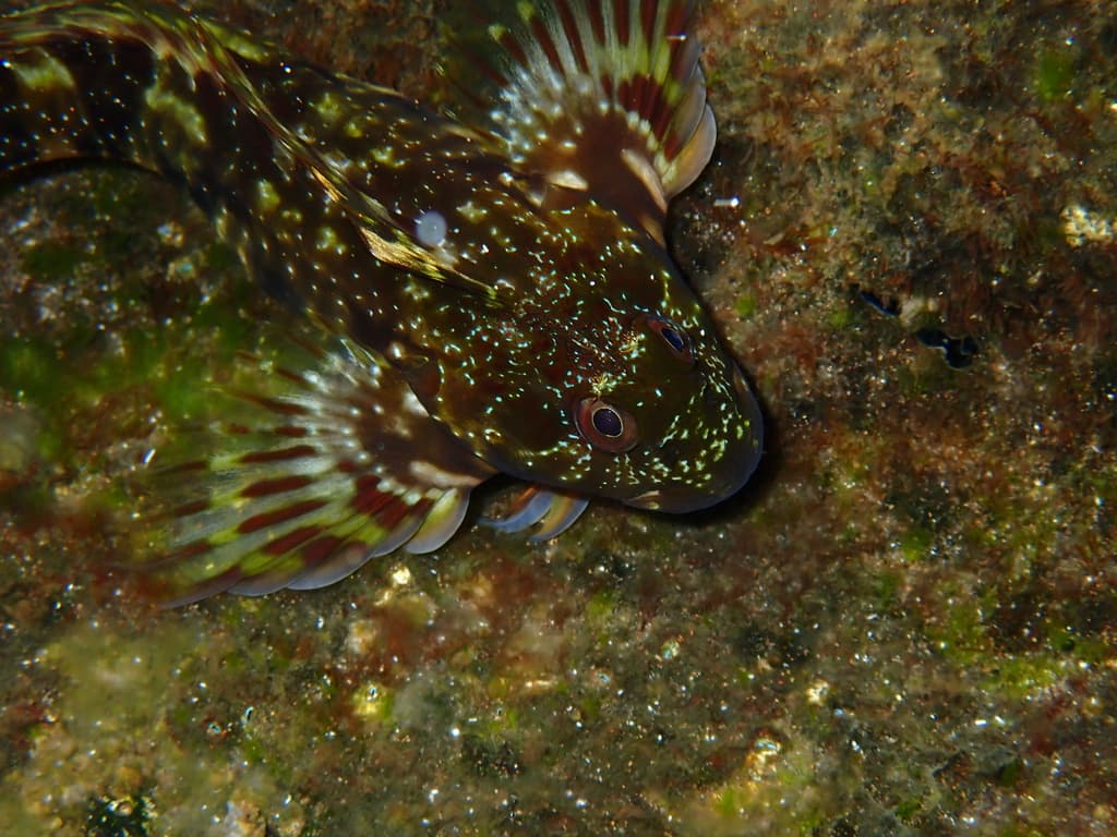 Molly Miller Blenny in a marine aquarium