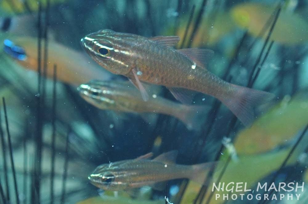 Moluccan Cardinalfish in a marine aquarium
