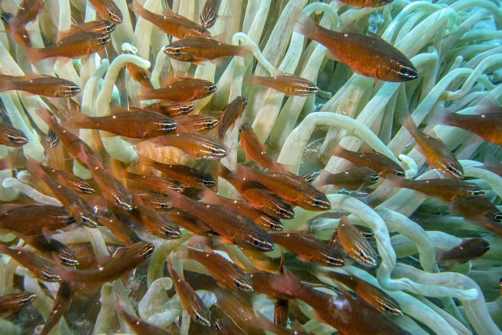 Moluccan Cardinalfish in a marine aquarium