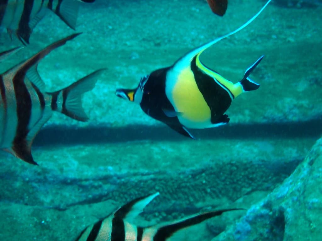 Moorish Idol in a marine aquarium
