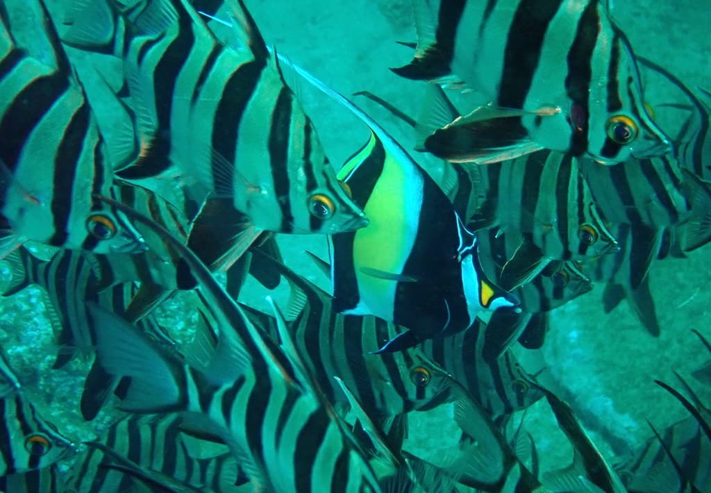 Moorish Idol in a marine aquarium