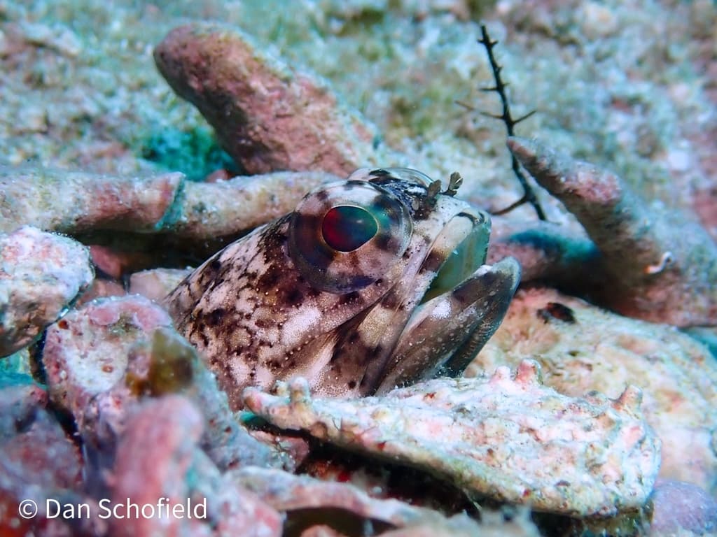 Mottled Jawfish in a marine aquarium