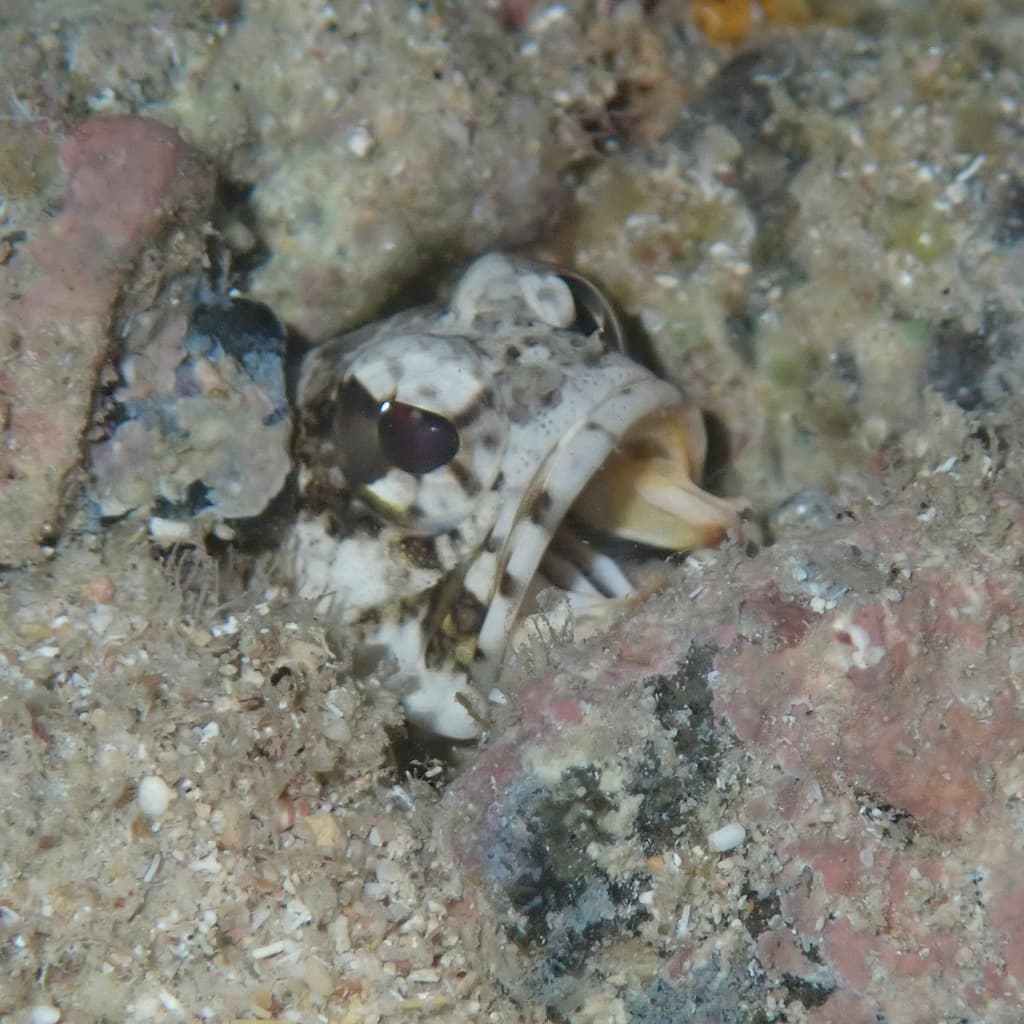 Mottled Jawfish in a marine aquarium