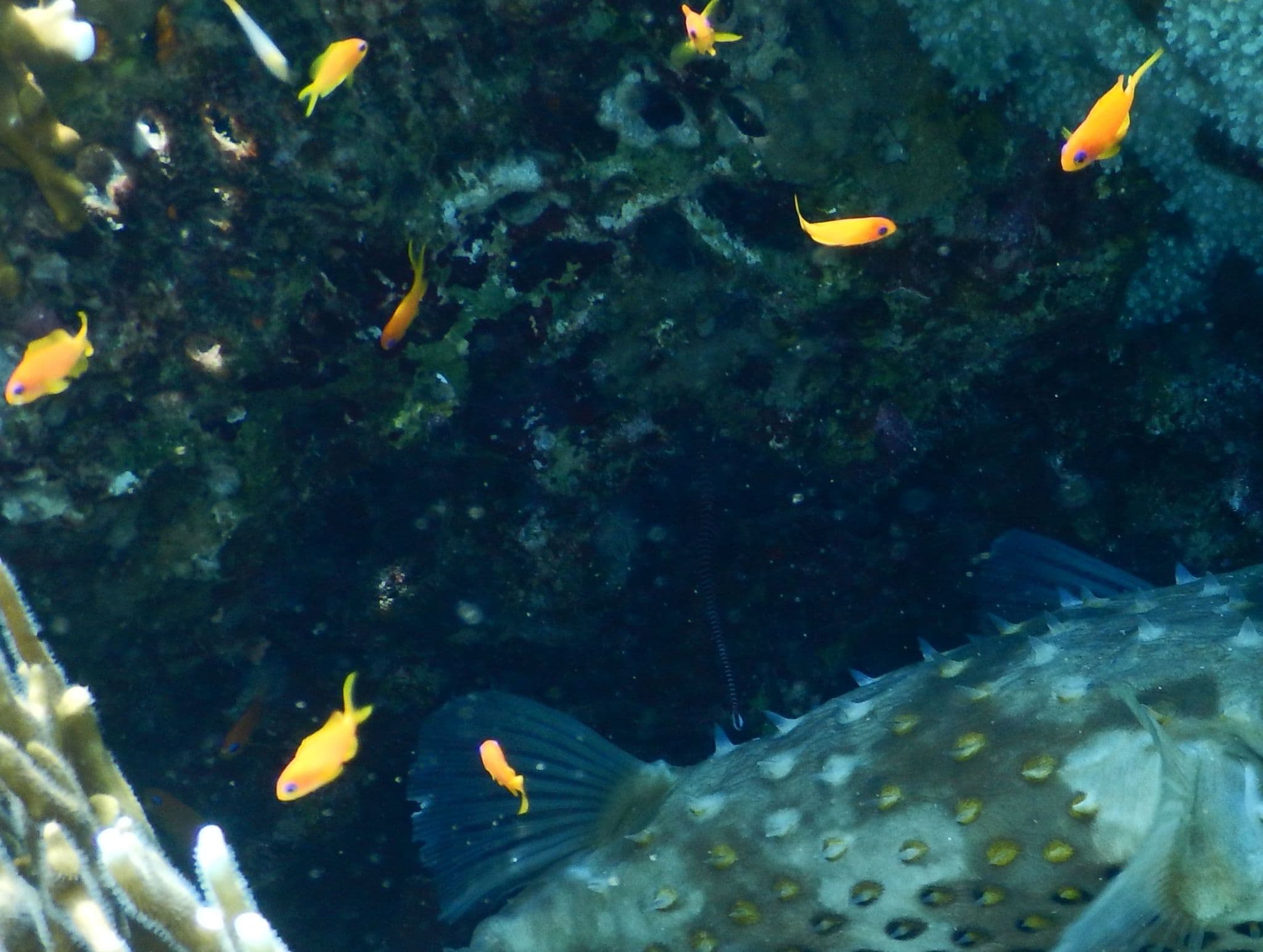 Multibanded Pipefish in a marine aquarium