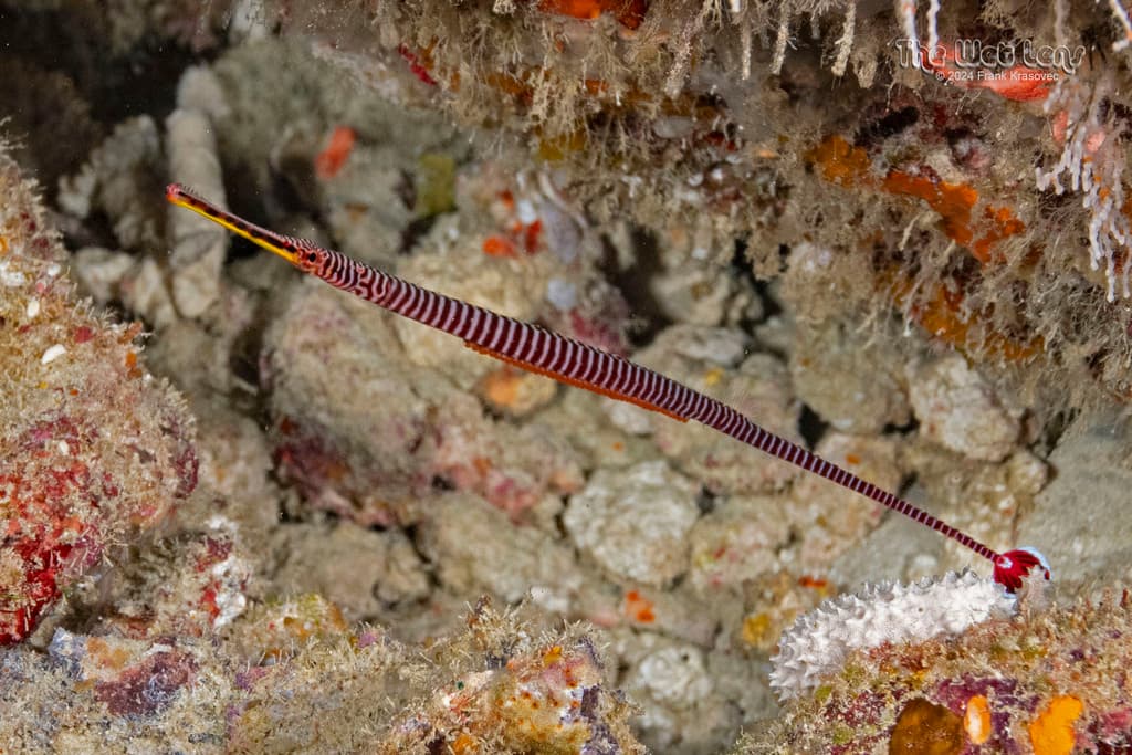Multibanded Pipefish in a marine aquarium