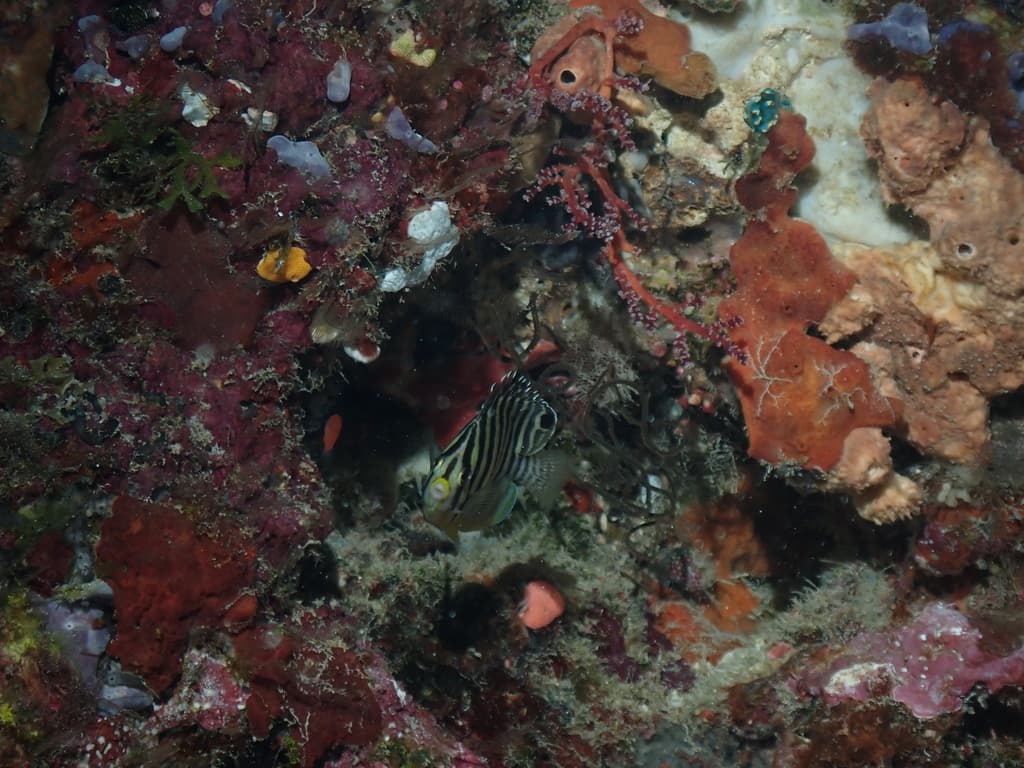 Multibar Angelfish in a marine aquarium