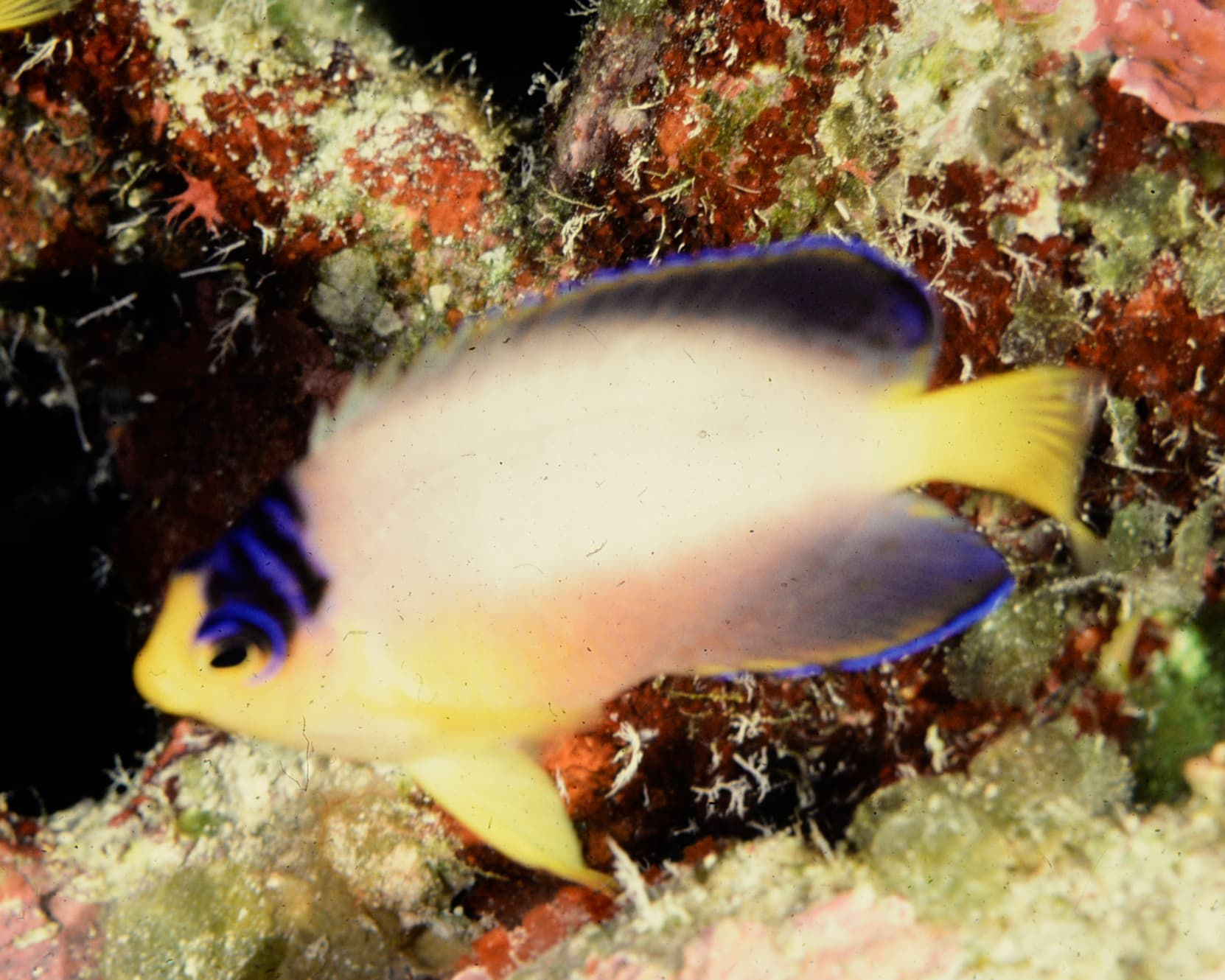 Multicolor Angelfish in a marine aquarium