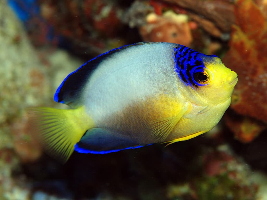 Multicolor Angelfish in a marine aquarium